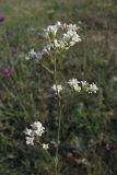 Galium xeroticum. Верхняя часть цветущего растения. Крым, Севастополь, бух. Казачья, степь. 28 мая 2010 г.