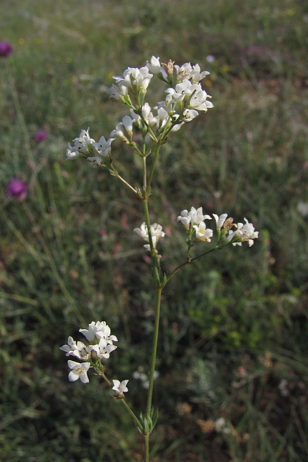 Image of Galium xeroticum specimen.