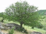 Celtis glabrata. Взрослое плодоносящее дерево. Дагестан, Кумторкалинский р-н, хр. Нарат-Тюбе, склон. 10.05.2018.