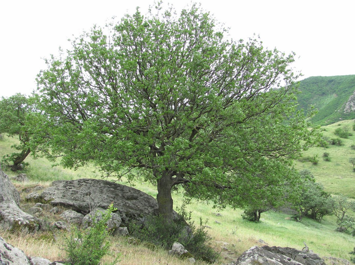 Image of Celtis glabrata specimen.