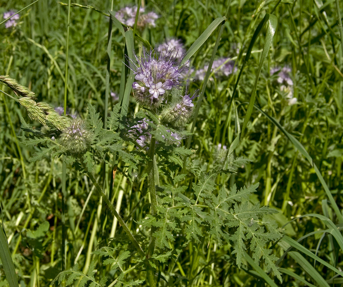 Image of Phacelia tanacetifolia specimen.