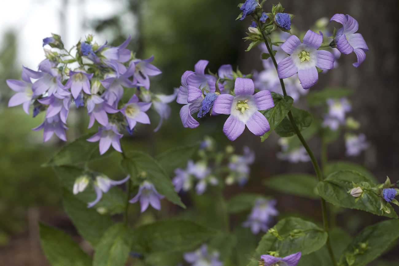 Изображение особи Gadellia lactiflora.