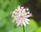 Astrantia colchica. Соцветие преимущественно с тычиночными цветками. Москва, Воробьёвы горы, Ботанический сад МГУ, в культуре (происхождение: Западная Грузия, гора Мигариа). 23.07.2018.