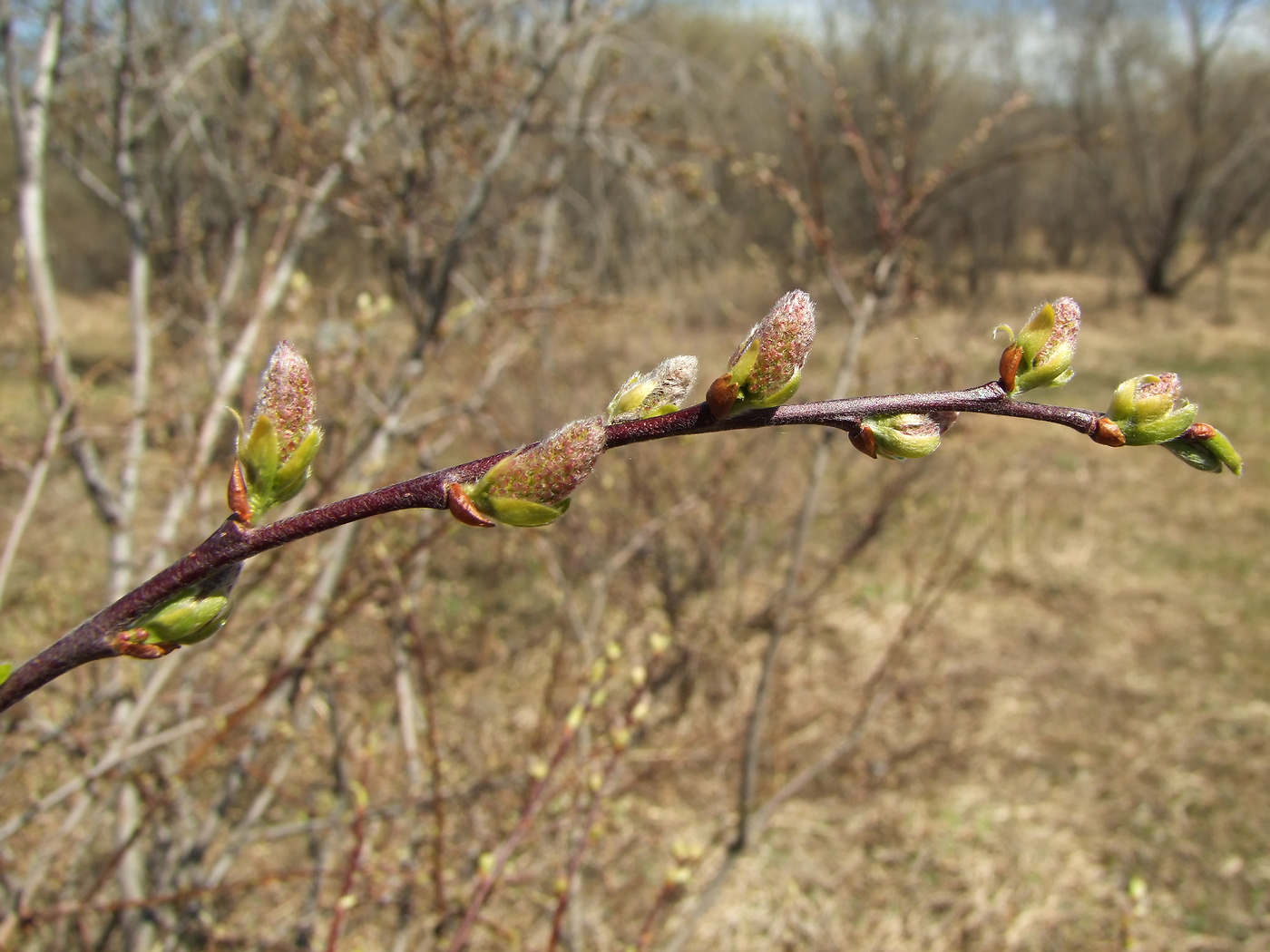 Изображение особи Salix bebbiana.