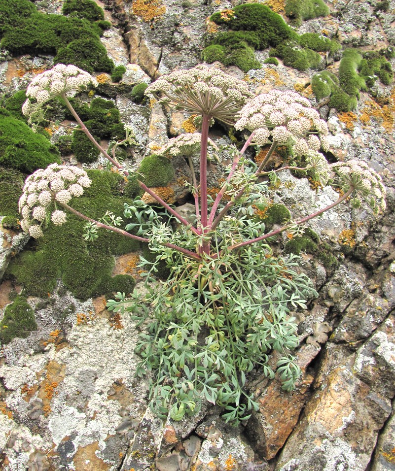 Image of Seseli petraeum specimen.