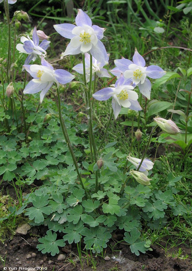 Изображение особи Aquilegia discolor.