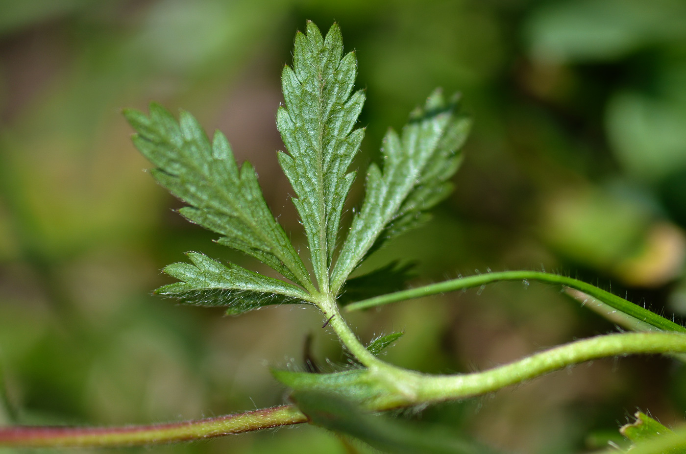 Image of Potentilla caucasica specimen.