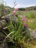 Gladiolus italicus