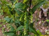 Solidago virgaurea. Средняя часть растения с нераспустившимися соцветиями. Украина, Ивано-Франковская обл., Болеховский горсовет, Поляницкий сельсовет, Поляницкий региональный ландшафтный парк, урочище Выдрына, буковый лес. 20.07.2018.