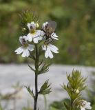 Euphrasia petiolaris. Верхушка цветущего растения с сидящей мухой. Адыгея, Кавказский биосферный заповедник, окр. Азишского перевала, ≈ 1700 м н.у.м., низкотравный субальпийский луг, задернованная расщелина в каменной глыбе. 28.07.2018.