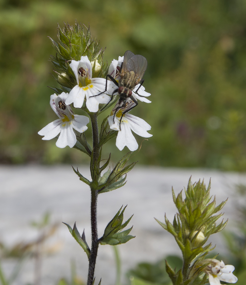 Image of Euphrasia petiolaris specimen.