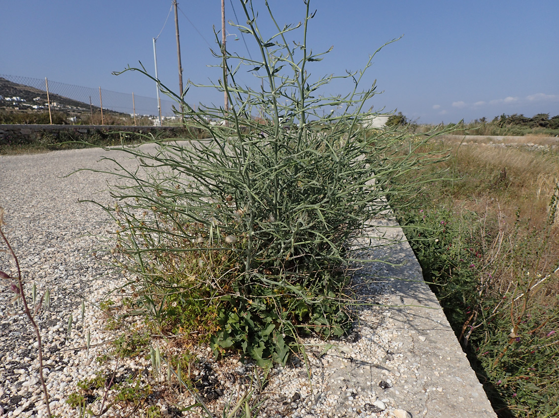 Image of Cichorium intybus specimen.