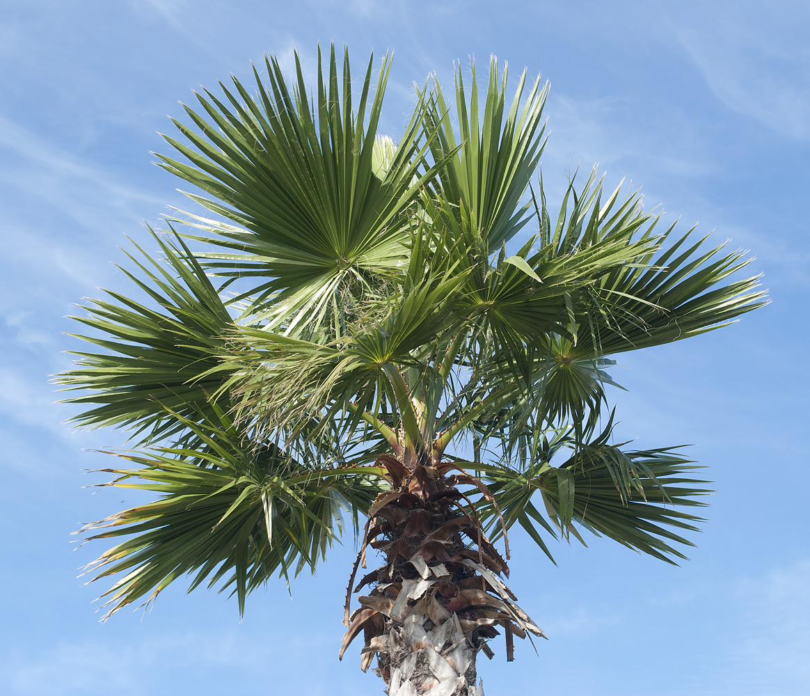 Image of Washingtonia robusta specimen.