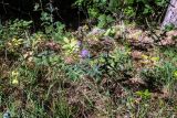 Cirsium laniflorum