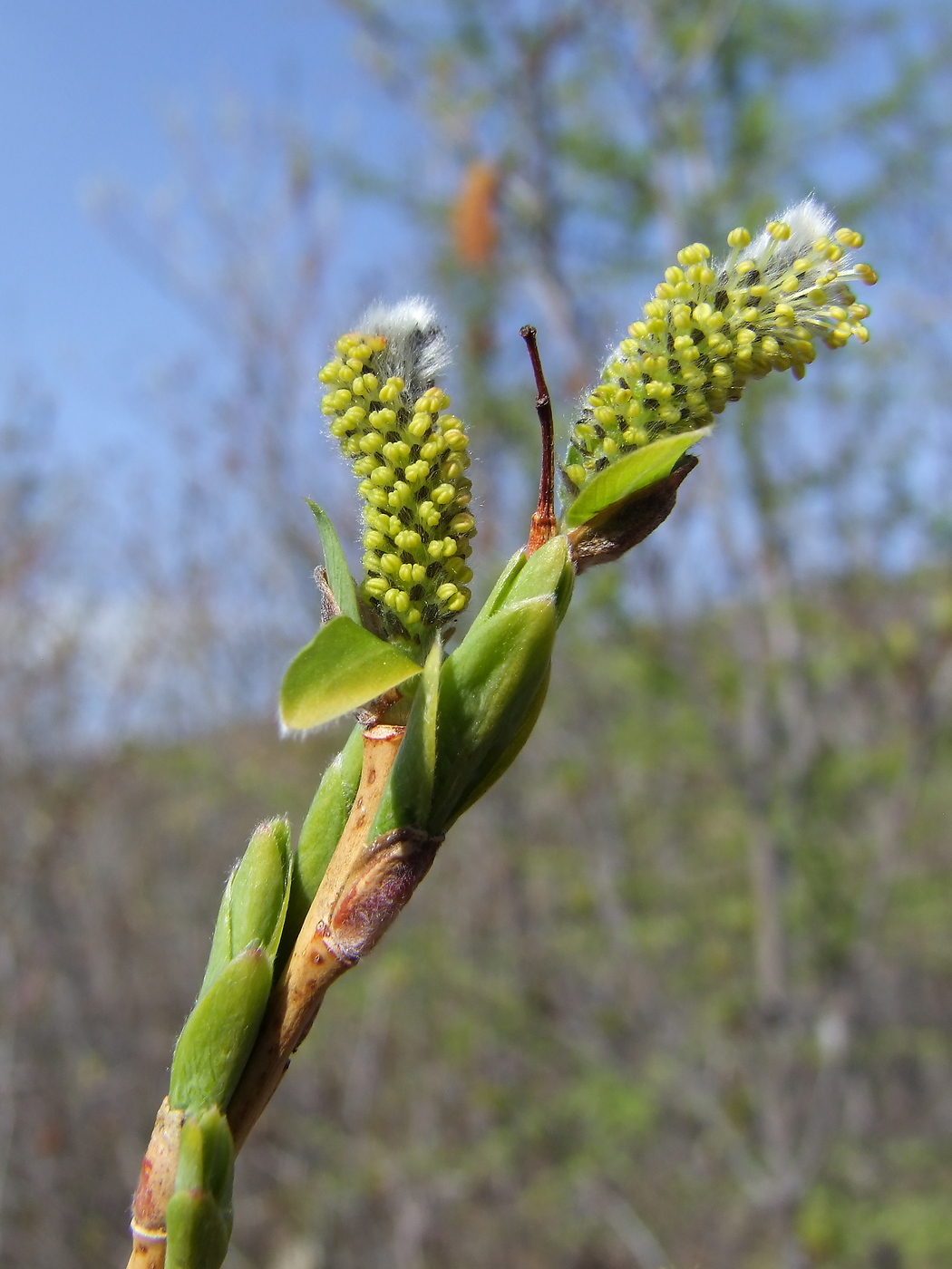 Изображение особи Salix udensis.