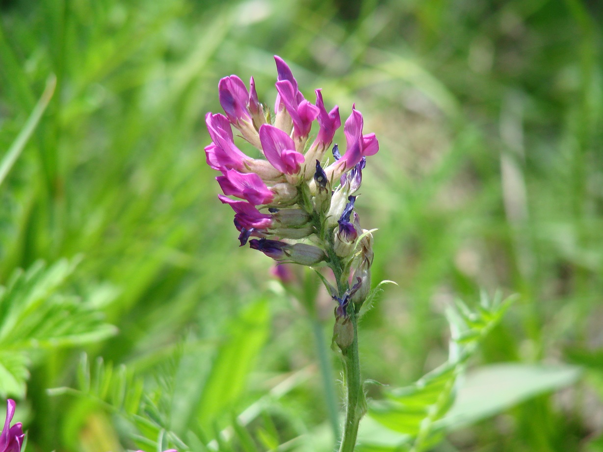 Image of Oxytropis strobilacea specimen.