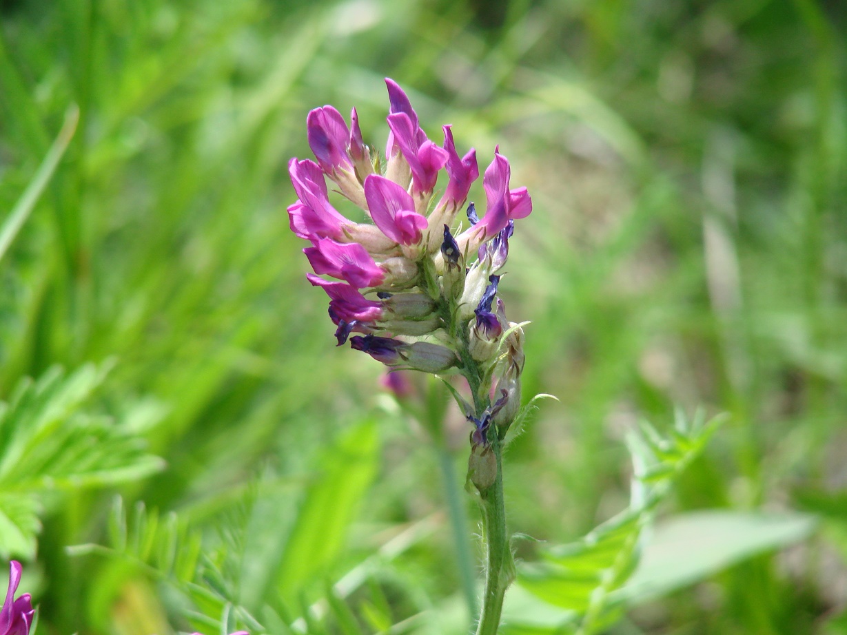 Изображение особи Oxytropis strobilacea.