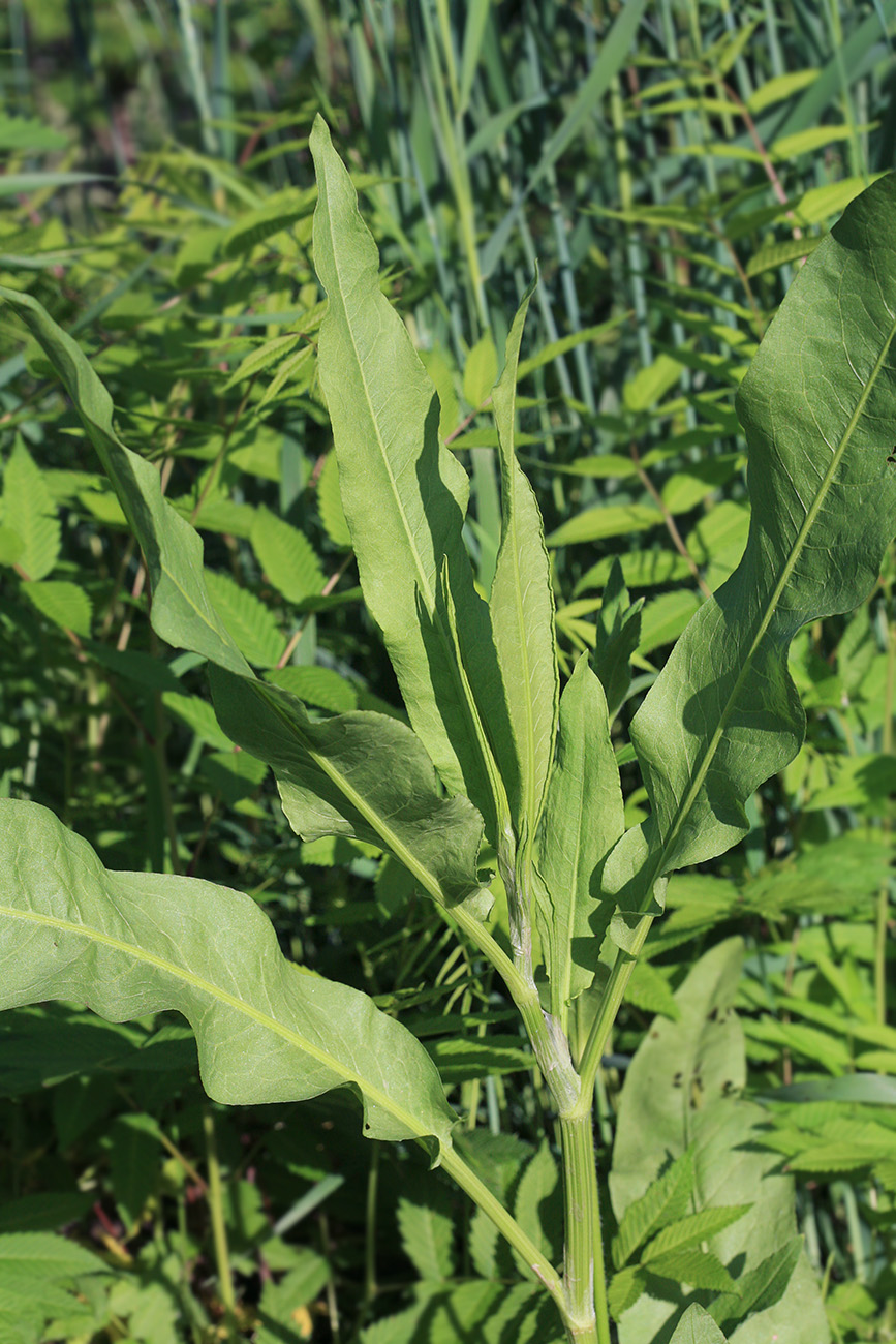 Изображение особи Rumex stenophyllus.