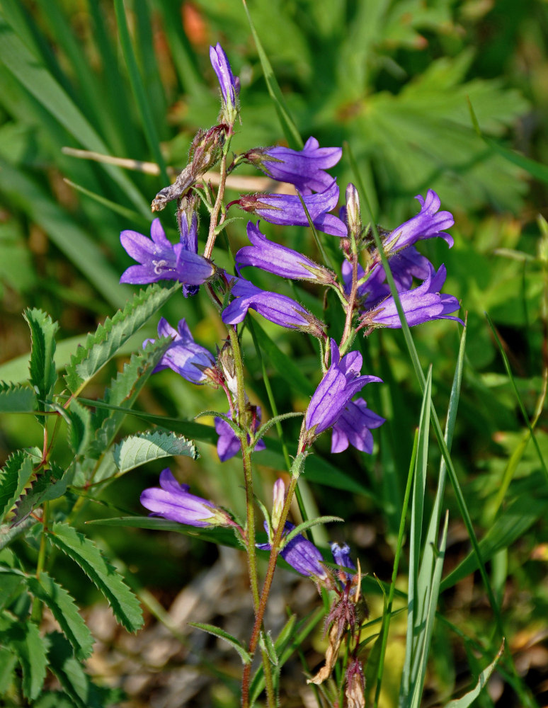 Image of Campanula sibirica specimen.