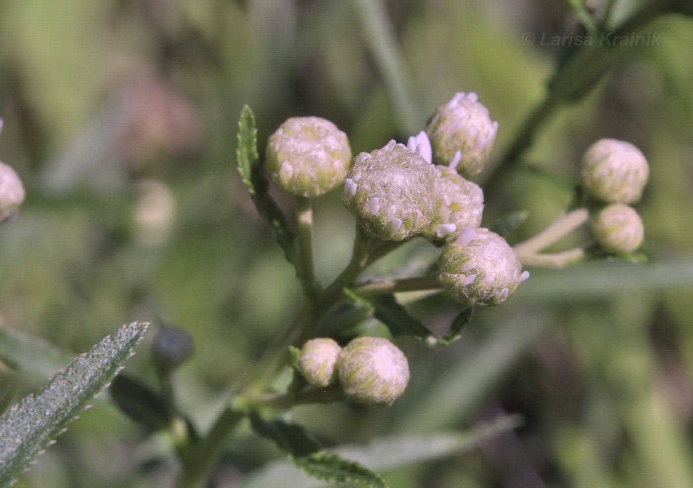 Image of Achillea acuminata specimen.