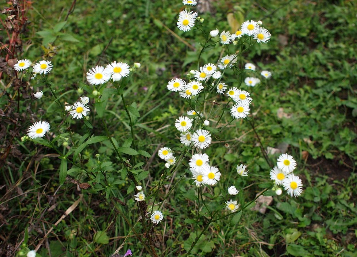 Image of Erigeron annuus specimen.