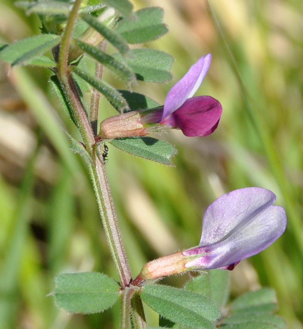 Image of Vicia cordata specimen.