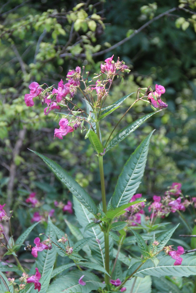 Image of Impatiens glandulifera specimen.