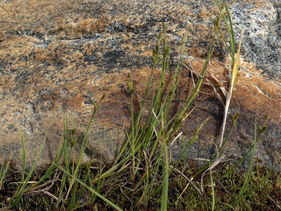 Image of Carex mackenziei specimen.