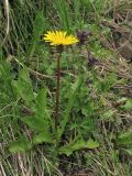 Taraxacum nigricans. Цветущее растение. Украина, Закарпатская обл., Раховский р-н, хр. Свидовец, ≈ 1800 м н.у.м., альпийский луг. 2 июля 2010 г.