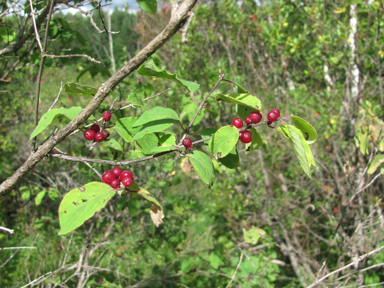 Изображение особи Lonicera xylosteum.