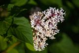 Syringa josikaea