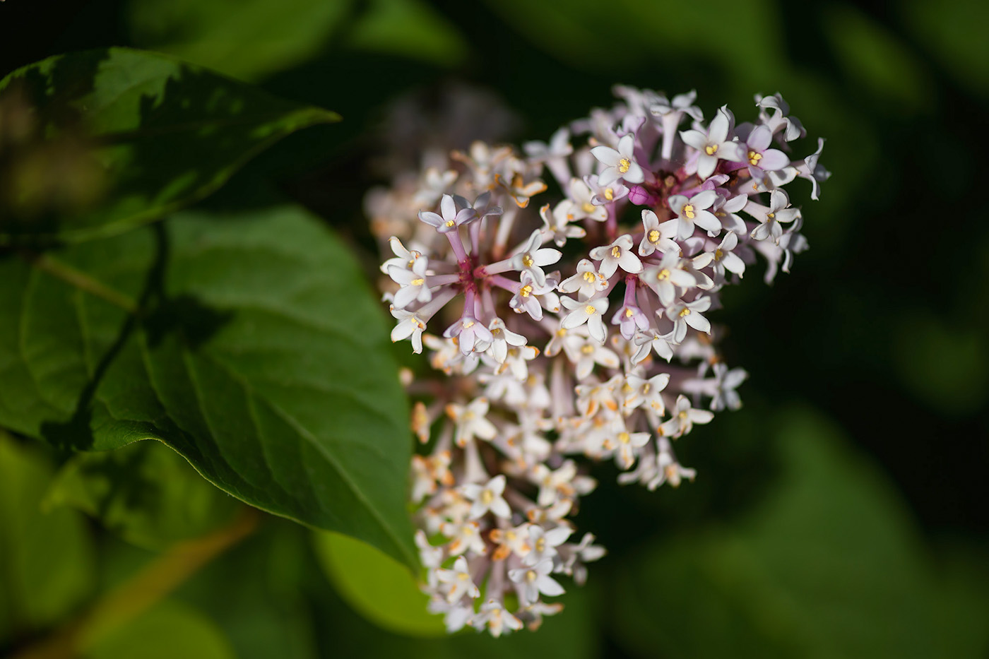 Image of Syringa josikaea specimen.