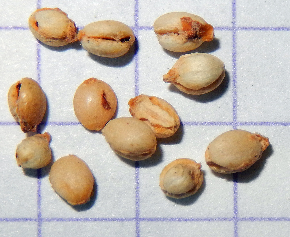 Image of Symphoricarpos orbiculatus specimen.