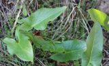 Arum rupicola