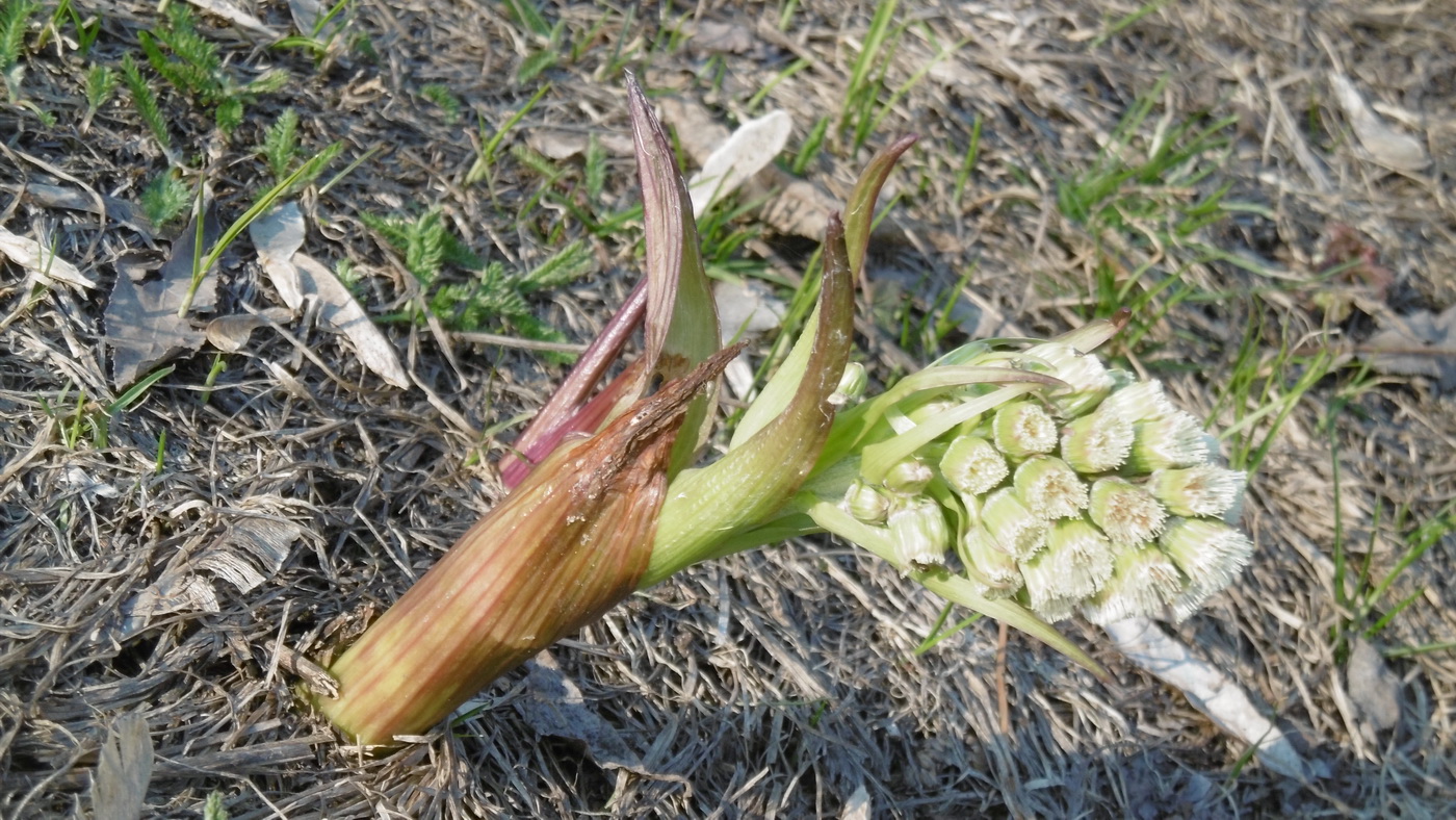 Image of Petasites spurius specimen.