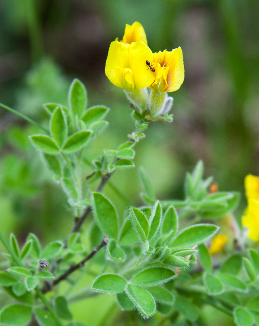 Image of Chamaecytisus hirsutissimus specimen.