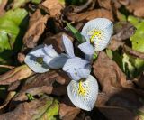 Iridodictyum × catharinae. Цветущее растение (культивар 'Katharine Hodgkin'). Кировская обл., г. Киров, Ботанический сад Вятского государственного университета, в культуре. 10.05.2019.