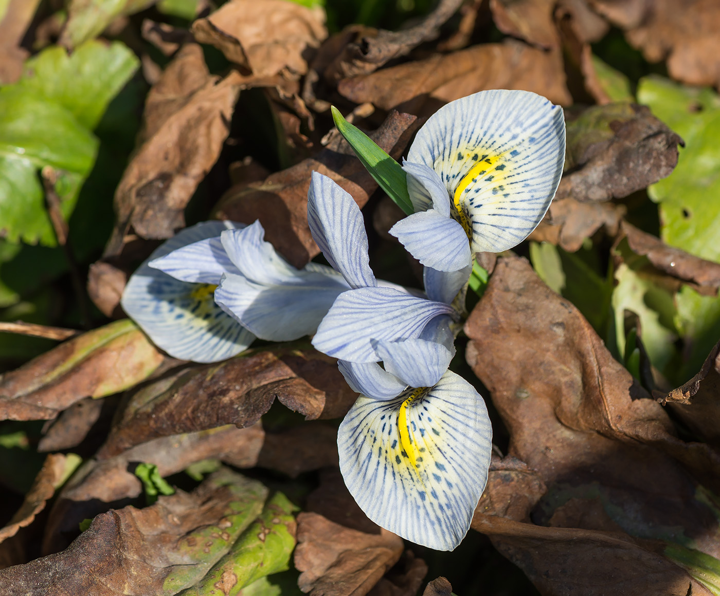 Изображение особи Iridodictyum &times; catharinae.