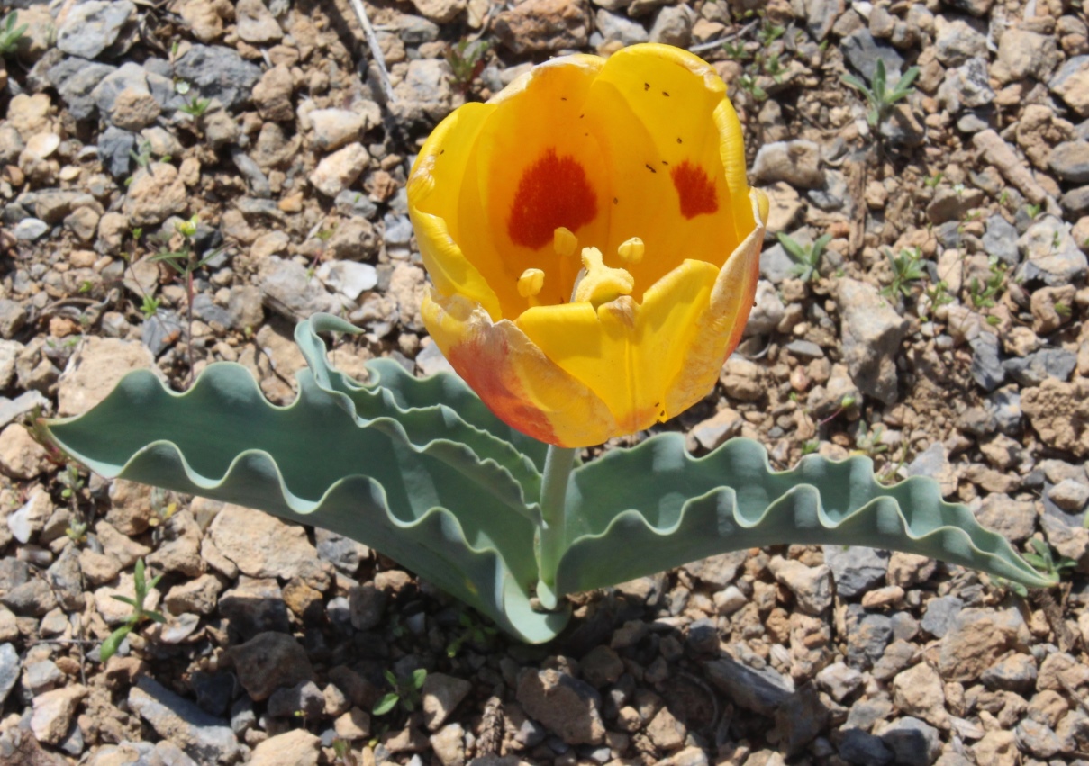 Изображение особи Tulipa alberti.