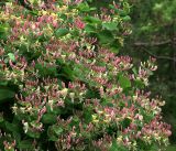 Lonicera caprifolium