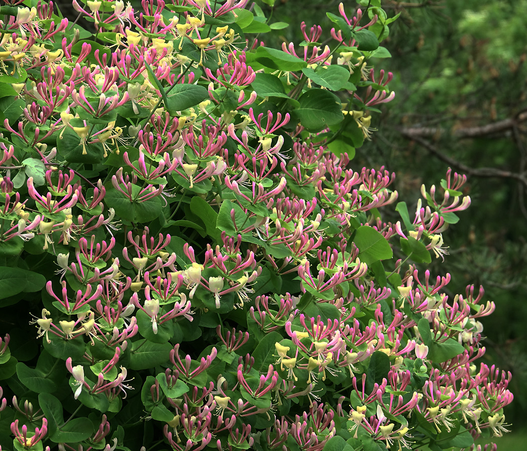 Image of Lonicera caprifolium specimen.