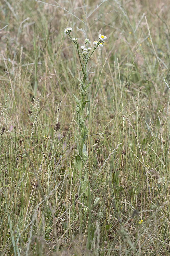 Image of Erigeron annuus specimen.