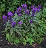 genus Campanula. Цветущие растения. Пермский край, г. Пермь, Свердловский р-н, клумба. 12.07.2019.