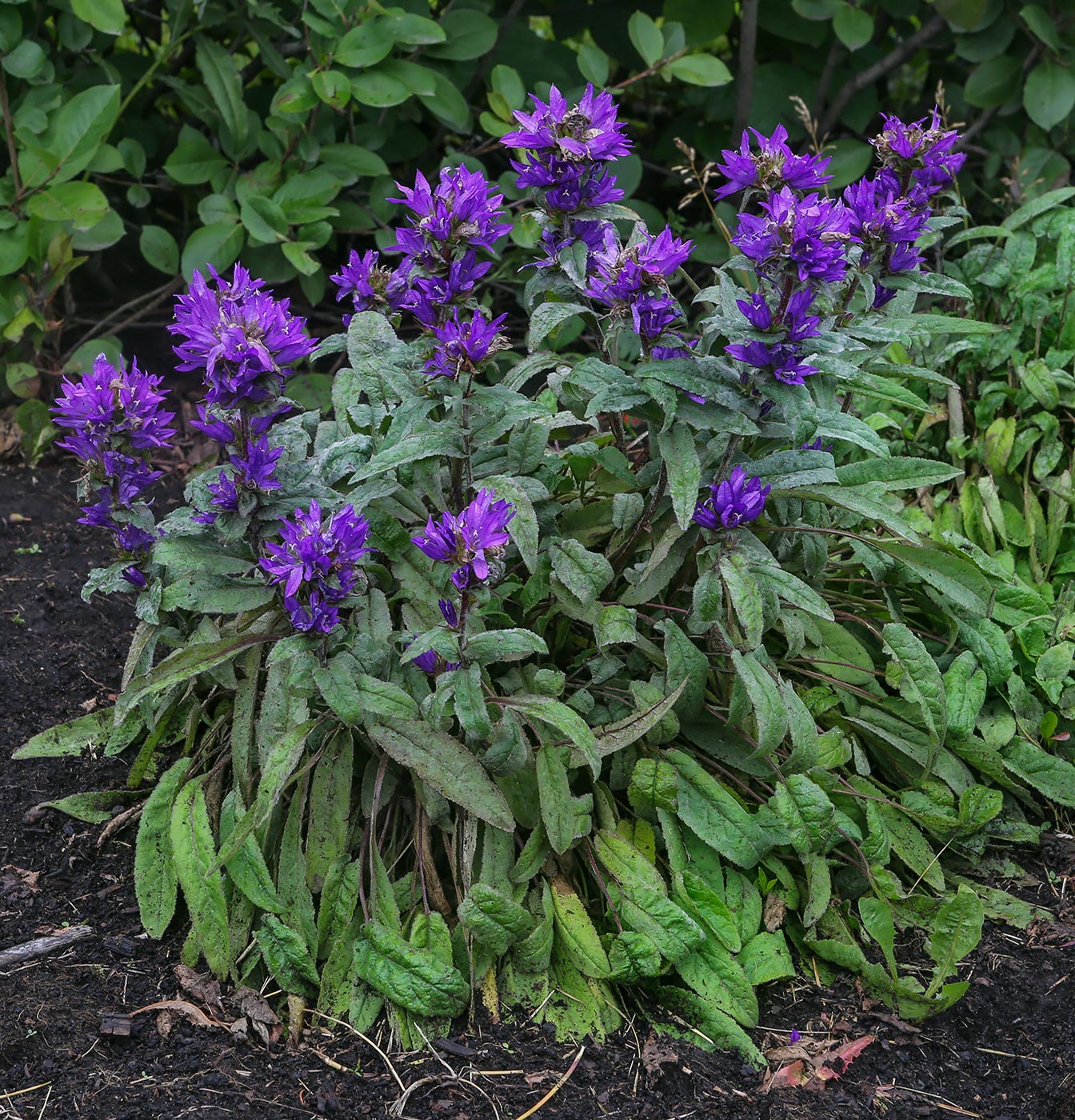 Изображение особи род Campanula.