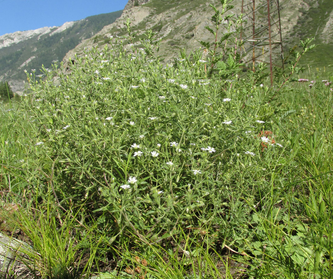 Изображение особи Stellaria dichotoma.