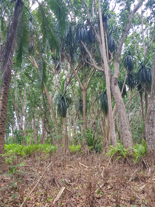 Изображение особи Pandanus rabaiensis.