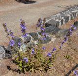 Campanula peregrina