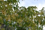 Acer negundo