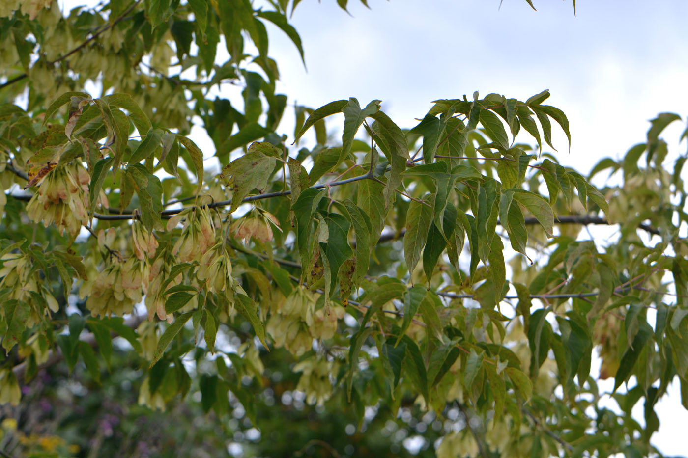 Image of Acer negundo specimen.