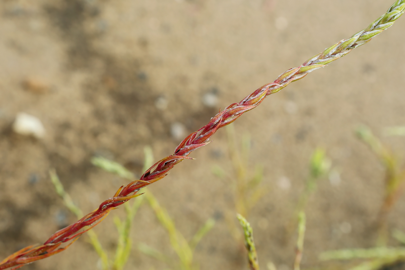 Image of Corispermum declinatum specimen.